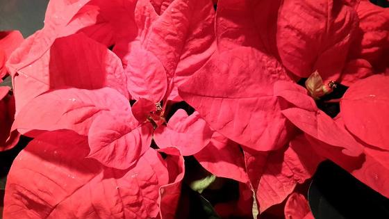 Konsert til intekt for Kirkens Bymisjon